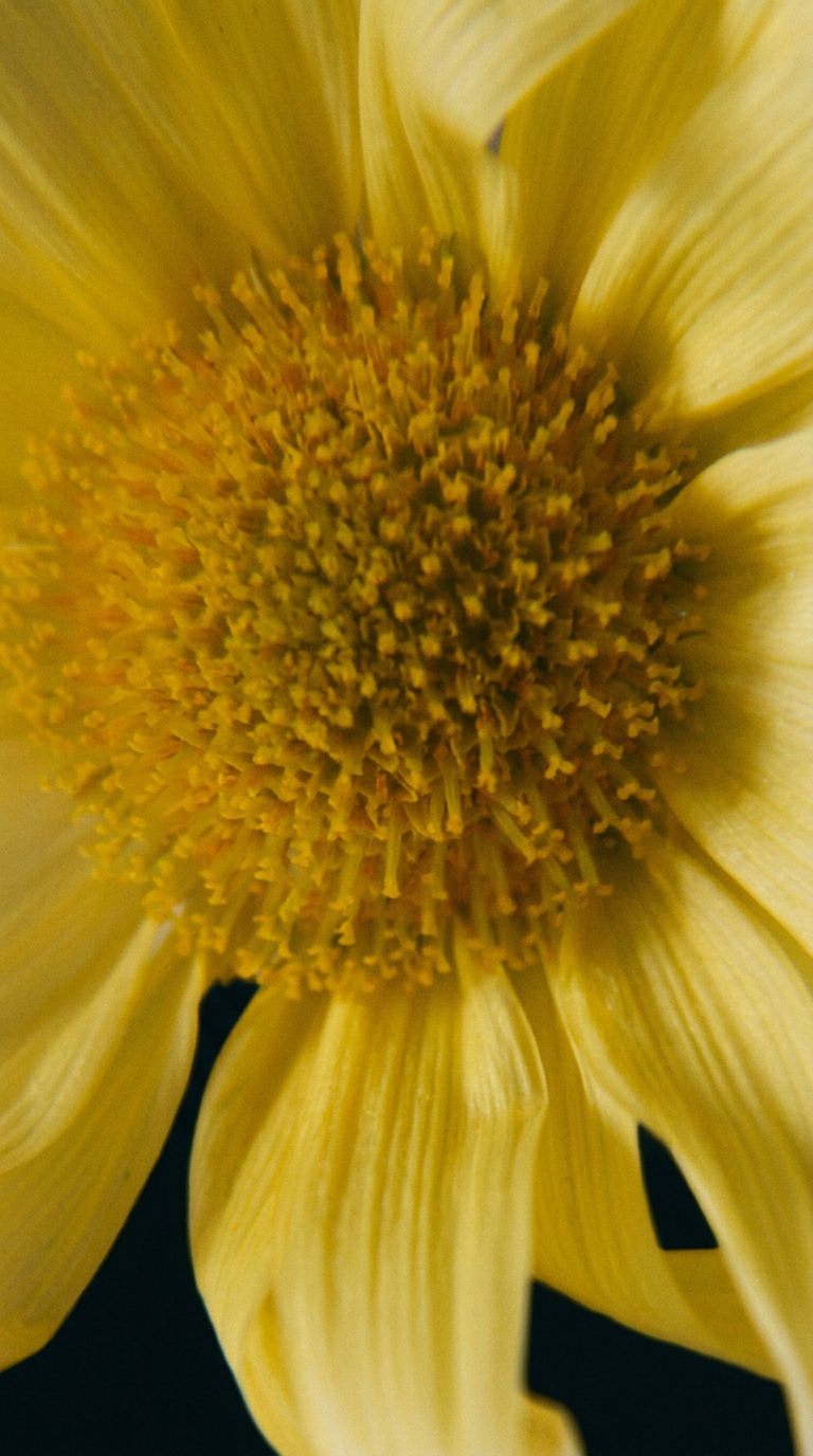Sunflower, macro study in warm light